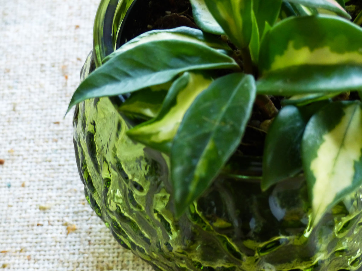 Petit cache-pot vintage en verre, vert olive