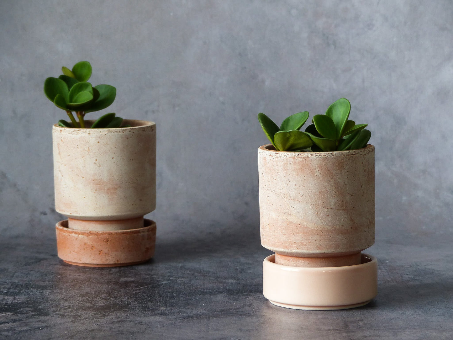 Pot Bergs Potter - HOFF - Rose + base rose brute - 10 cm