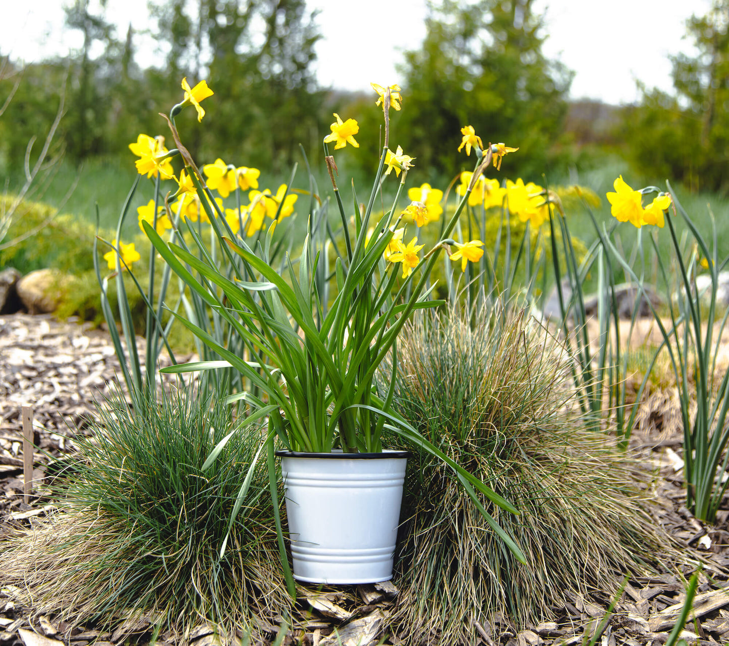 Pot en métal - Bordure noire