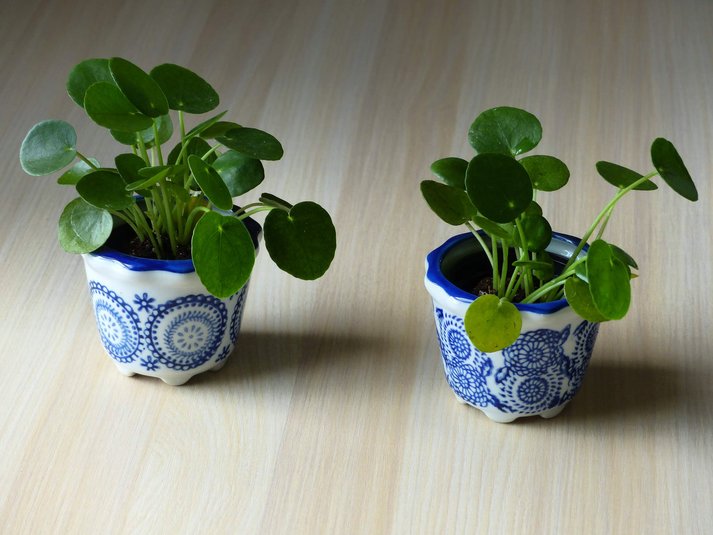 Petit pot indigo