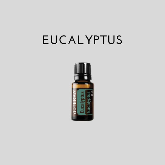 Huile d'EUCALYPTUS - 15 ml - Diverses espèces d’eucalyptus